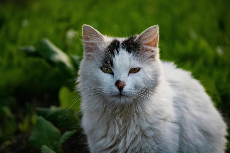 a white cat sitting on the grass with its head turned towards the camera