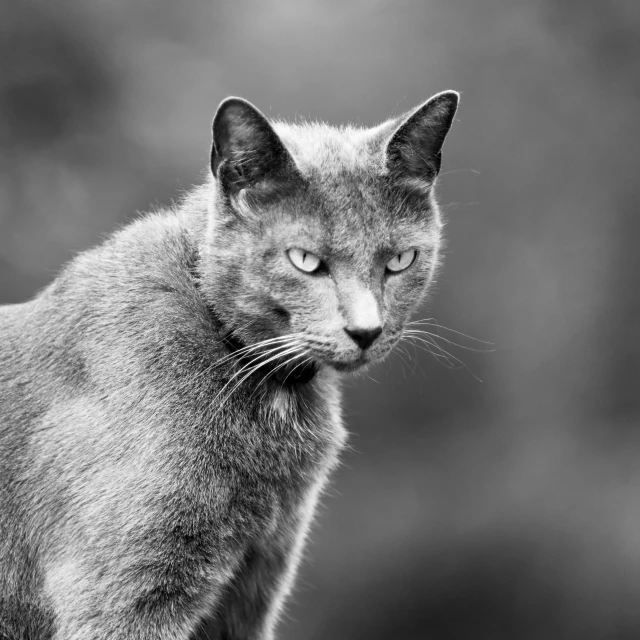 a cat with a collar staring off into the distance