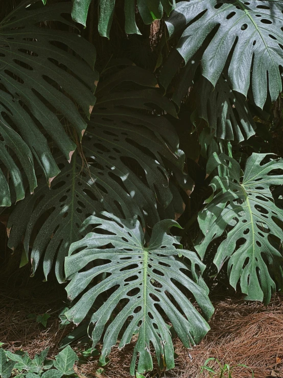 a large green leafy plant with long thin leaves