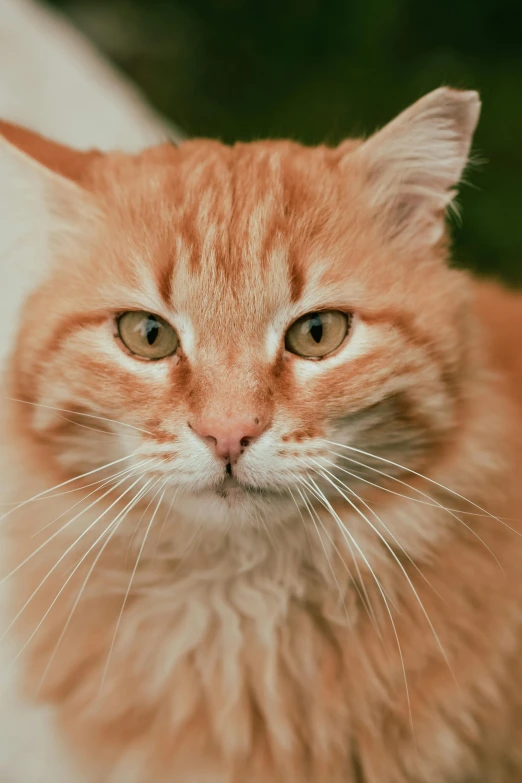 a close up s of an orange cat with green eyes