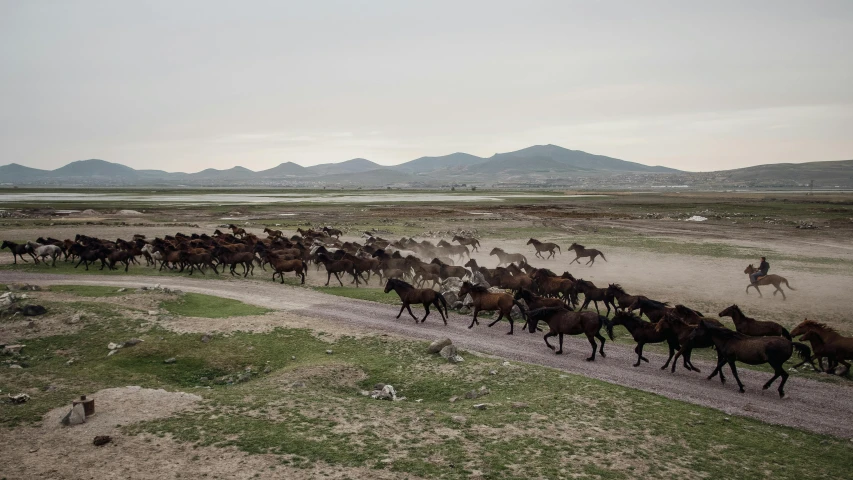 a herd of wild horses running across the dirt