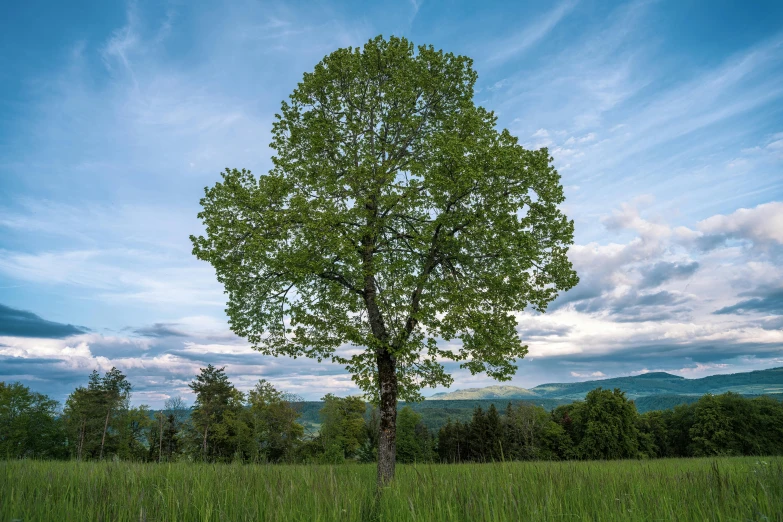 a tree sitting next to a lush green field