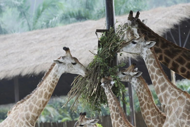 a group of giraffes eating hay off of the roof