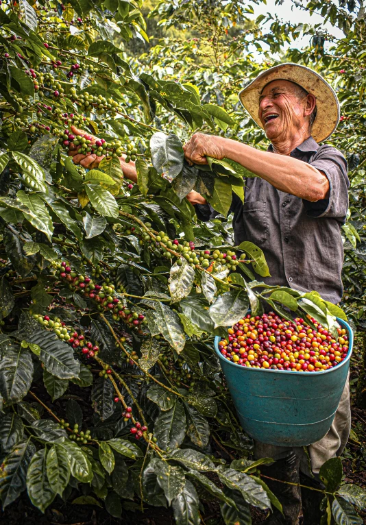 an old man that is picking berries from a tree