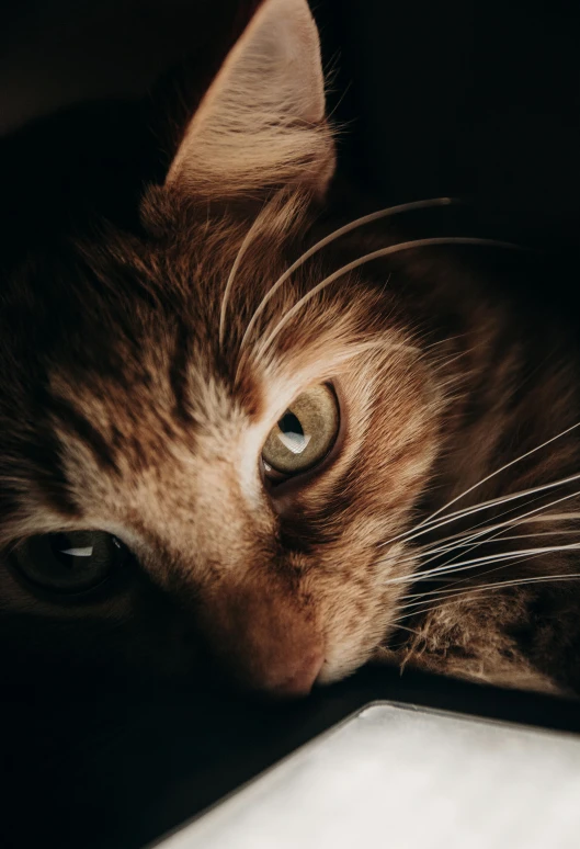 a cat is resting his head on a laptop