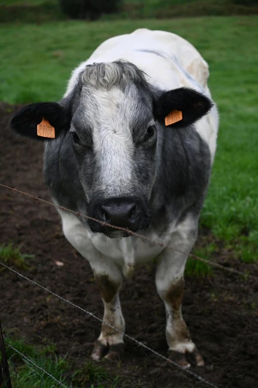 a black and white cow standing in a field with yellow tags on its ear