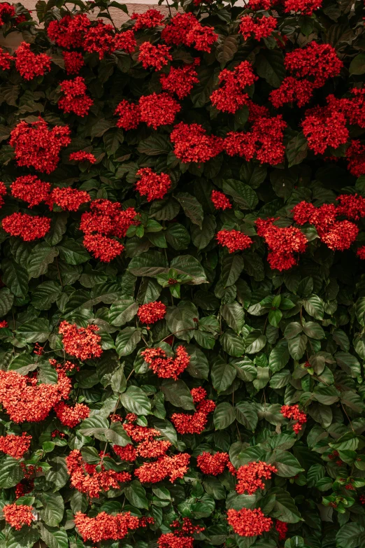 red flowers are shown growing up and over the wall