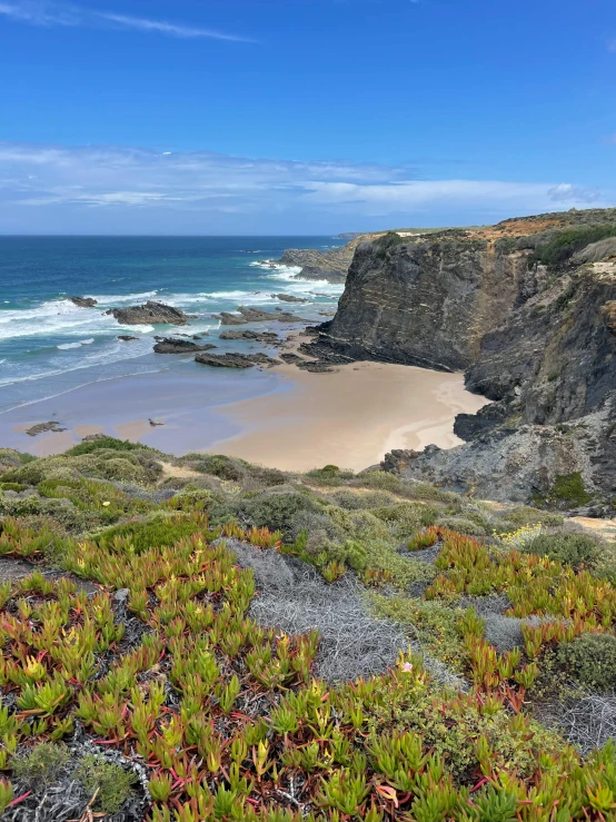 there is a small cove on the coast with plants growing out of the rocks