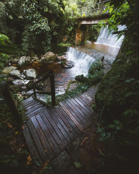 a wooden walkway leads through the forest