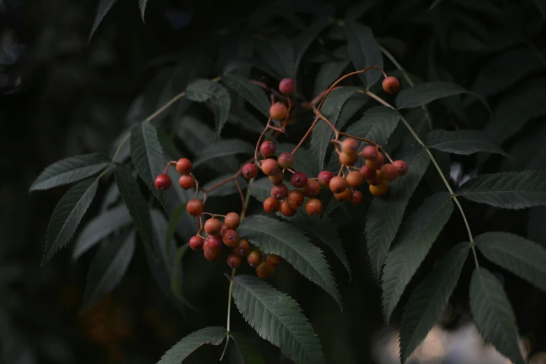 the leaves of the tree are ready to be harvested