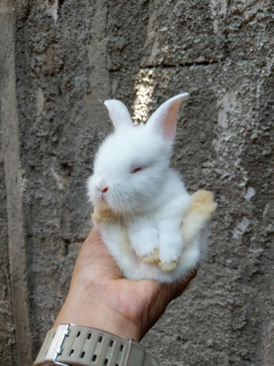 a small white rabbit sitting on top of a person's hand