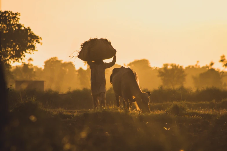 two elephants in the grass and a person standing with a hat