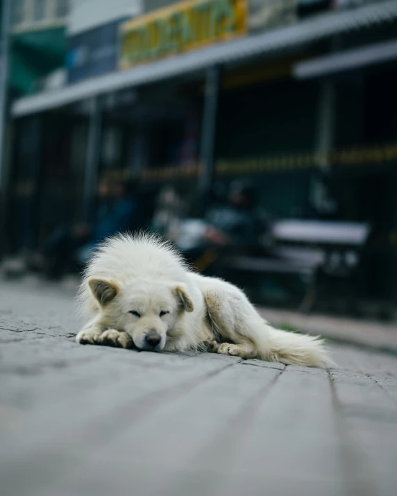 white dog laying down on a brick sidewalk outside