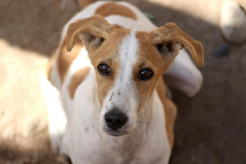 brown and white dog laying on the ground looking up