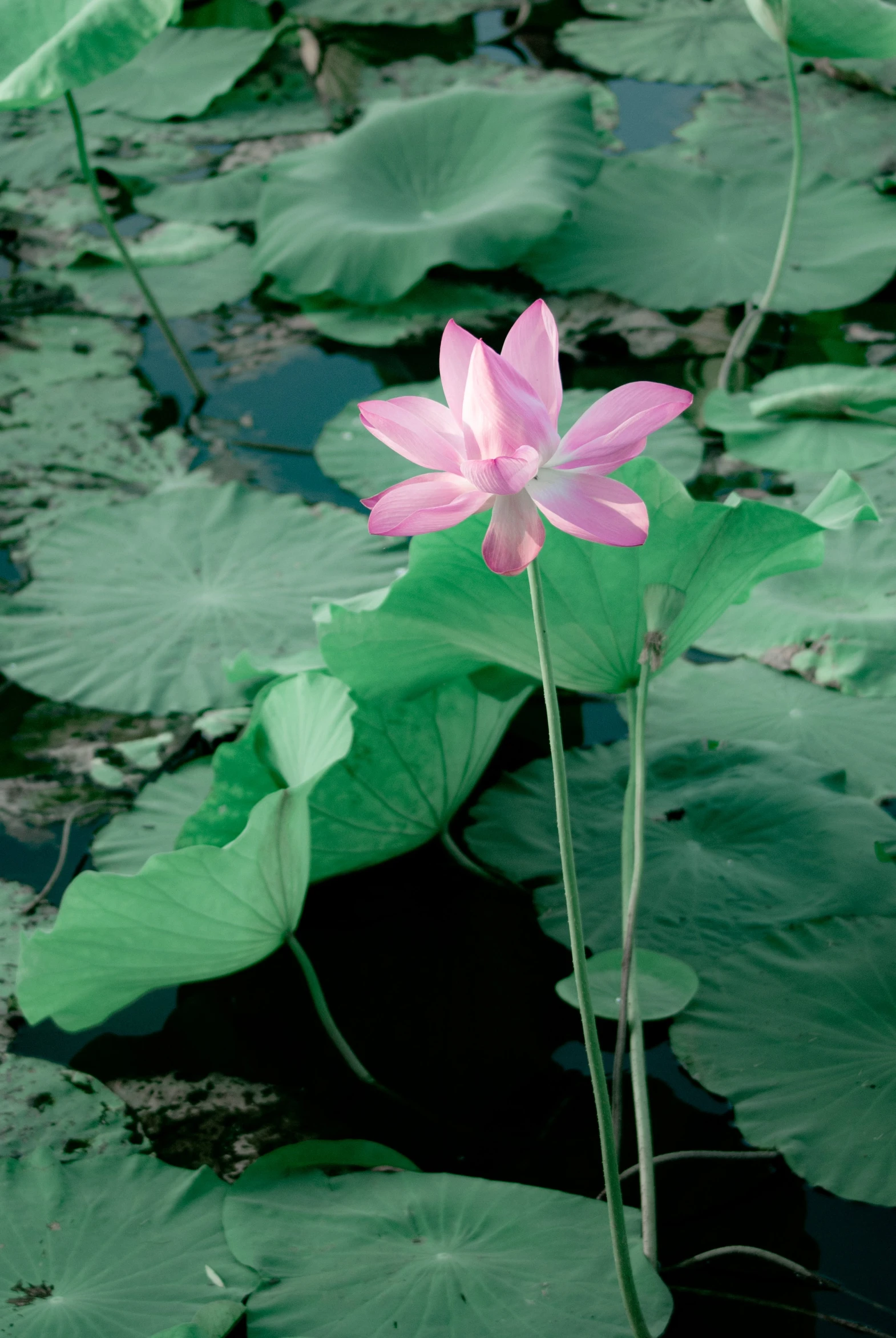 a single flower grows from the water among a green lily pad