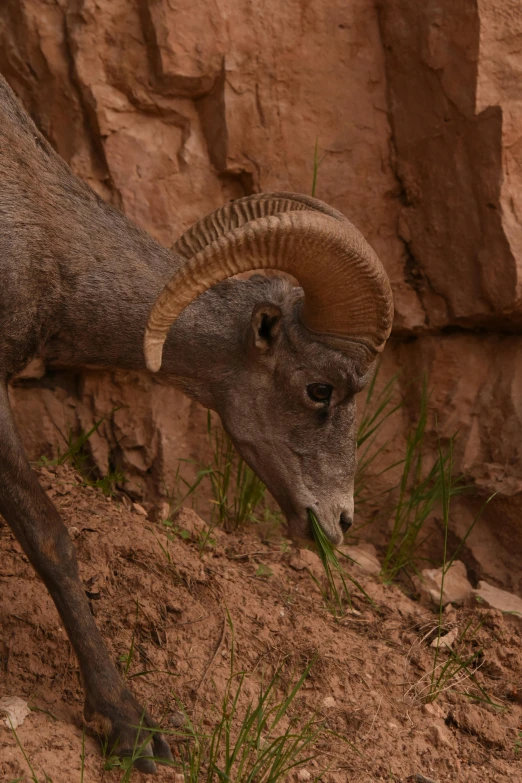 a mountain goat grazes on grass next to rocks