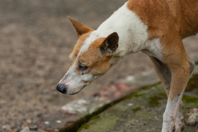 the small dog is walking on the pavement