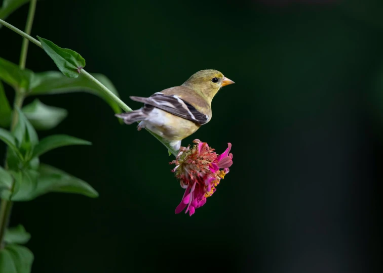 a small bird is perched on a flower