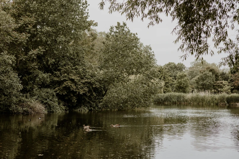 a body of water surrounded by trees and bushes