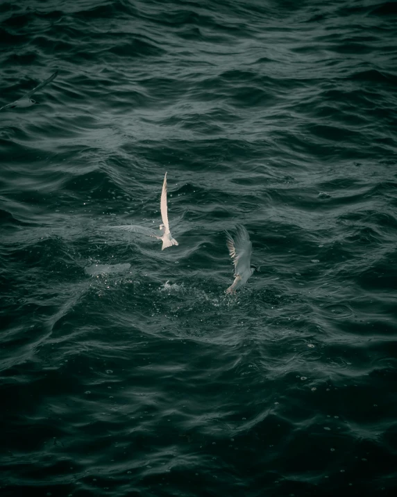 seagull flying low over the ocean in full wing