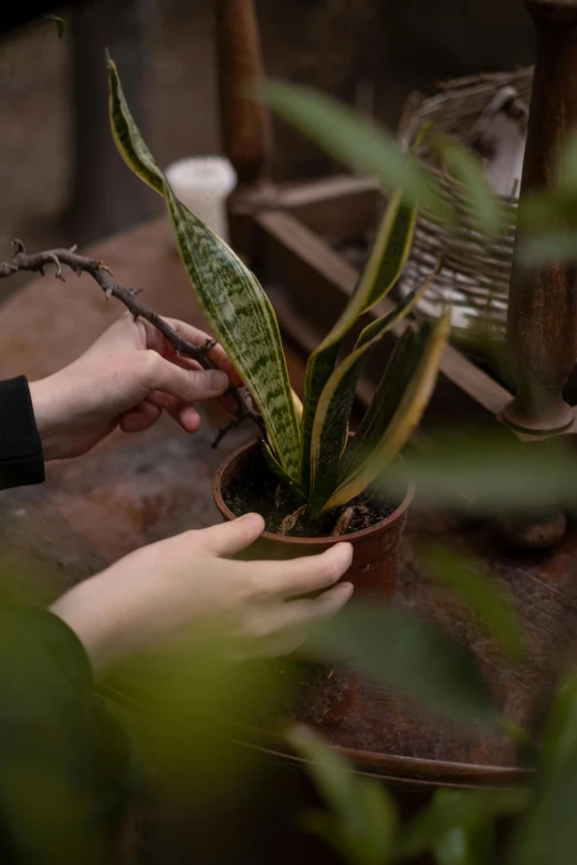 someone with their hands around an exotic plant