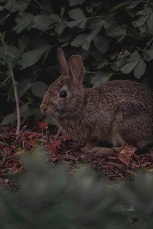 small brown rabbit sitting in a bushy area