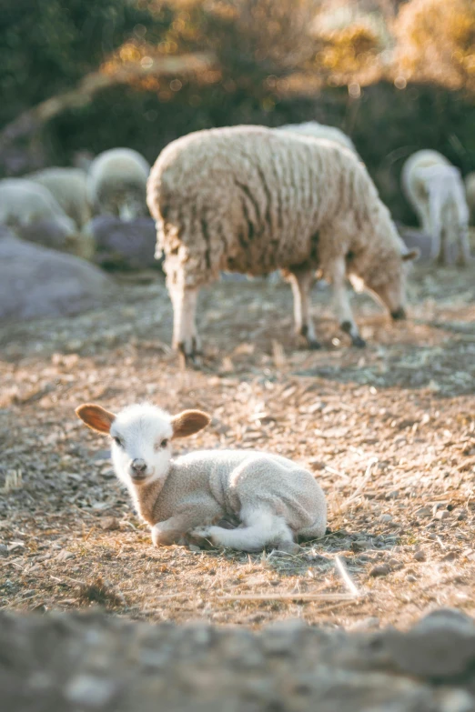 a lamb is laying down near another sheep