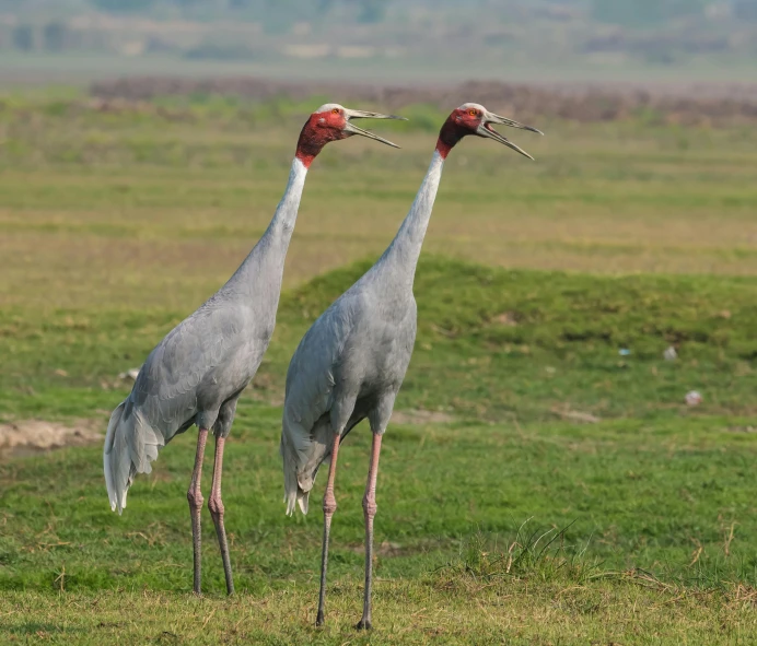 a couple of birds standing on top of a grass field