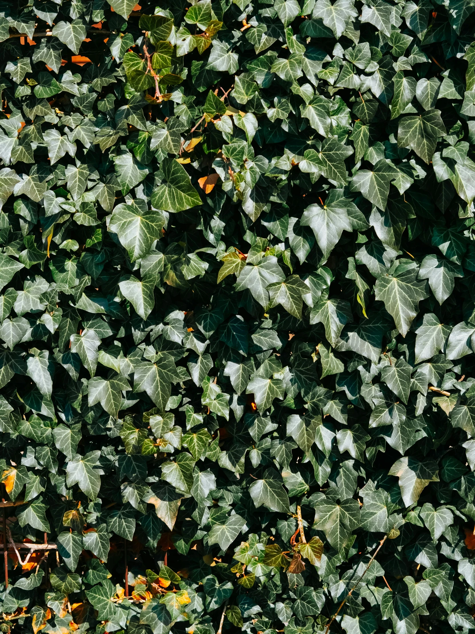 a very green wall covered in many leaves