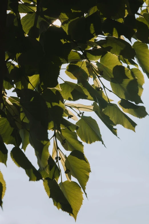 green leaves in the background on a sunny day