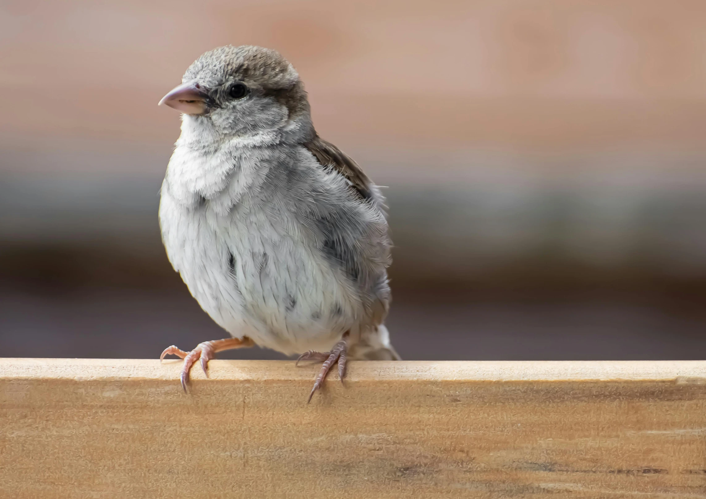 a small bird perched on a wooden rail