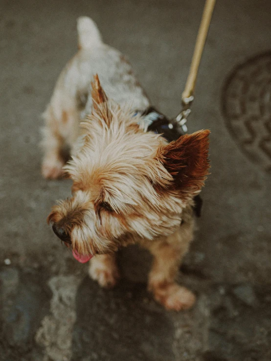 small dog with small head and collar is walking down the street