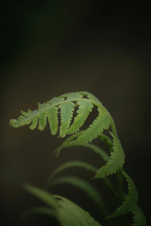 close up of a fern with very green leaves