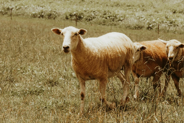 two sheep in a grass field near each other