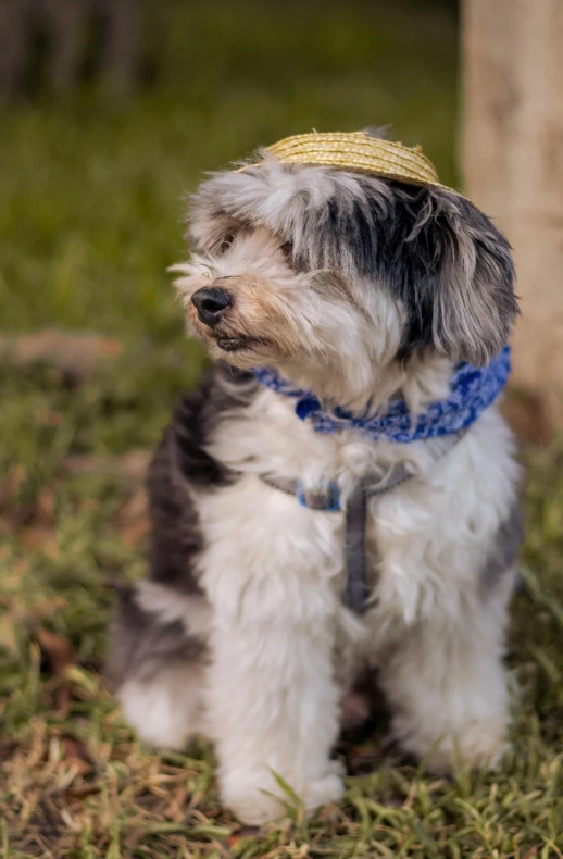 a white and gray dog with a yellow hat on sitting in grass