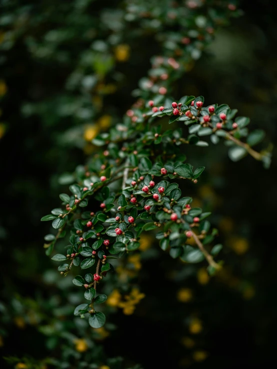 a close up of red berries on a nch