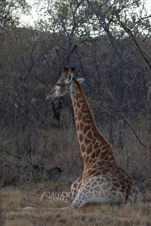 a lone giraffe laying down in the brush