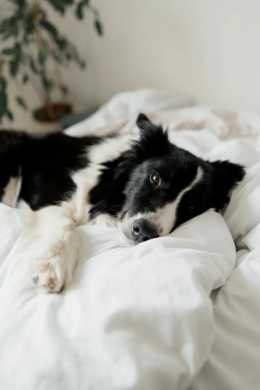 a black and white dog is lying on a bed