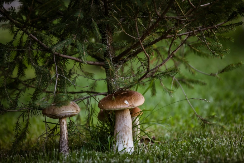 the mushrooms are under a tree in the grass