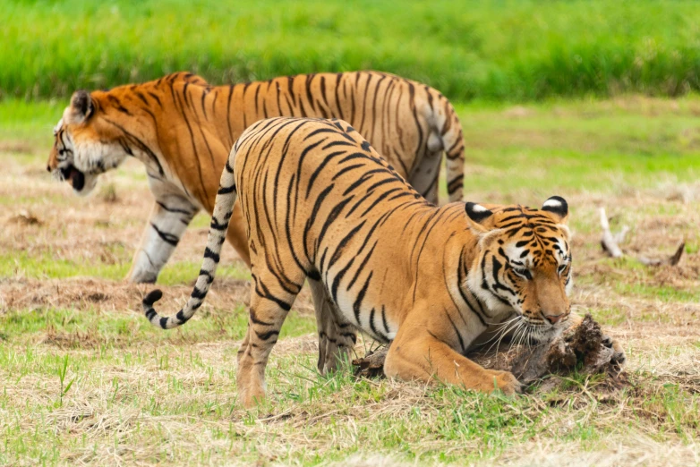 two tigers playing in the grass together