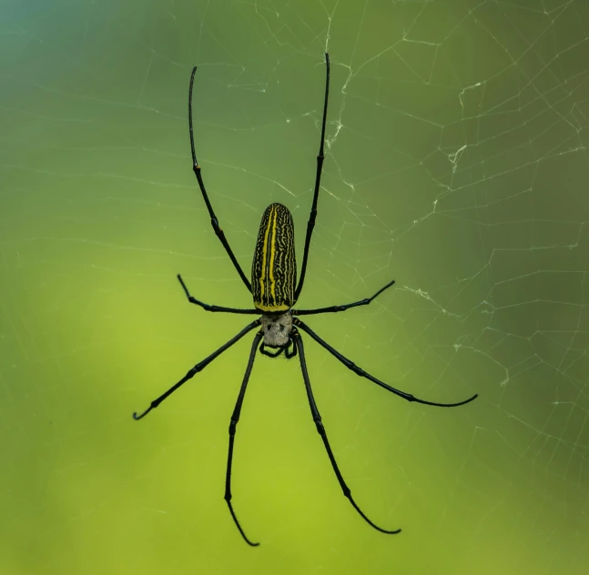 a spider is shown on its web hanging from its web