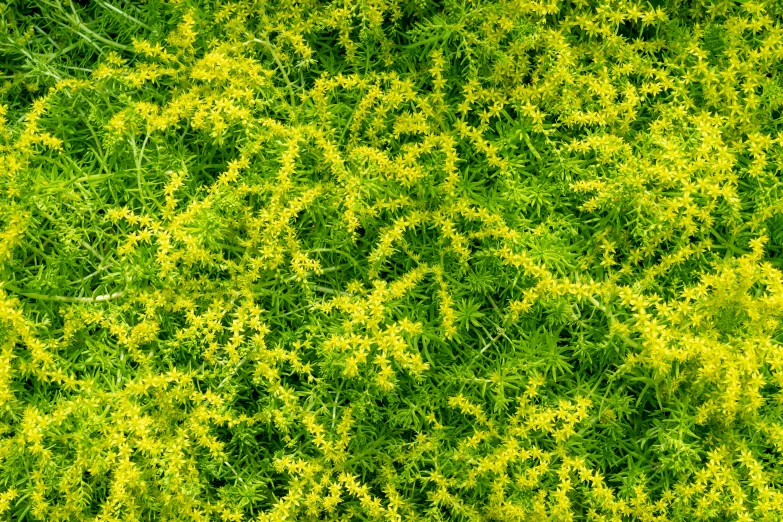 an overhead view of some green and yellow plants