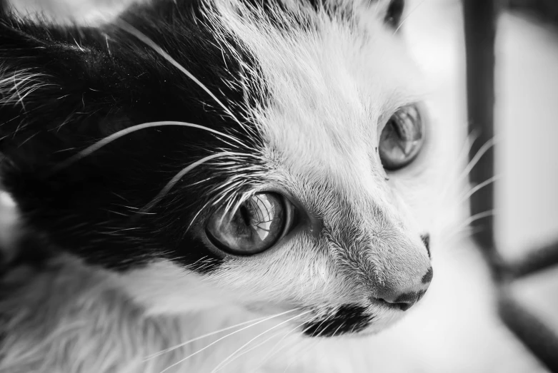 black and white pograph of a cat with very large eyes