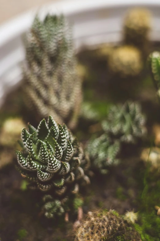 a bunch of small cactuses growing in a pot