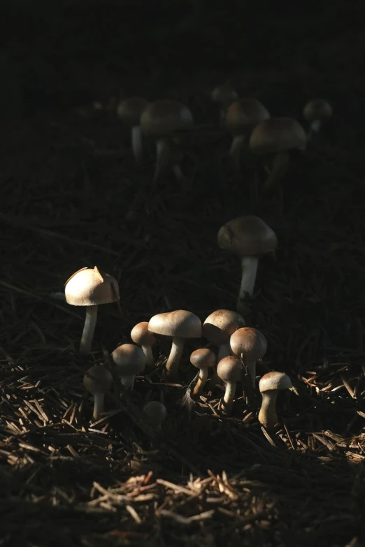 an image of several mushrooms growing out of the ground
