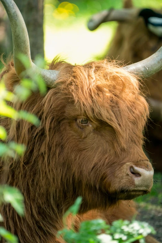 a horned animal laying down in the grass