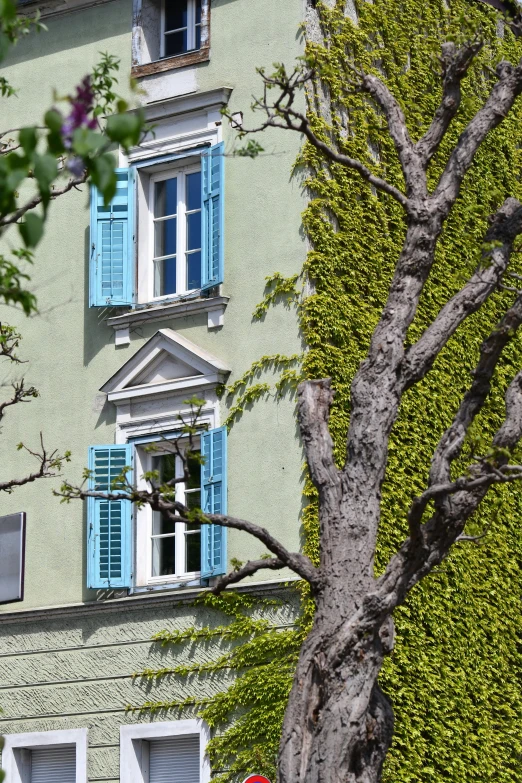 a green building with white windows and blue shutters