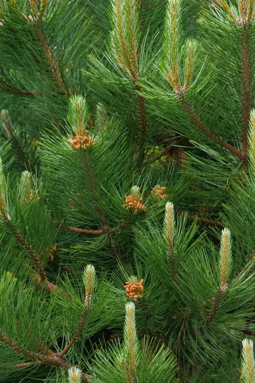 pine needles, cones and clusters are covered with needles