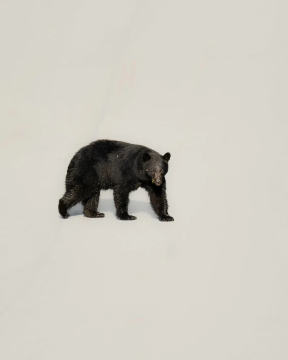 a black bear walking through the snow alone