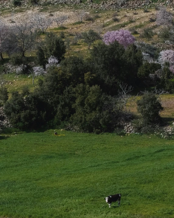 the cow is walking around in the green field